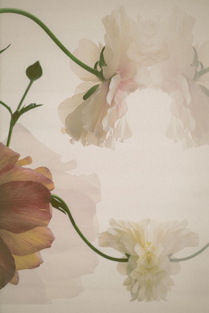 Ranunculus (5)