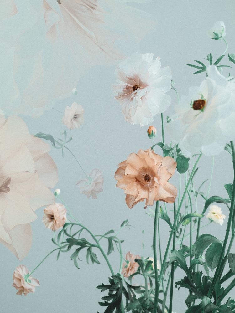 Ranunculus (6)