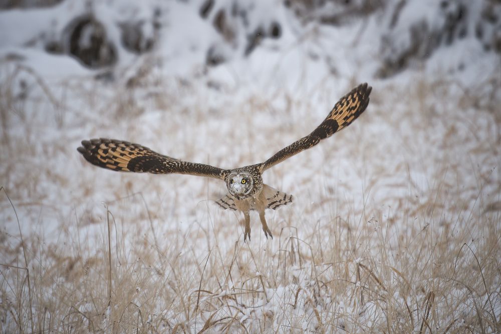 Photo #13375840 (3)