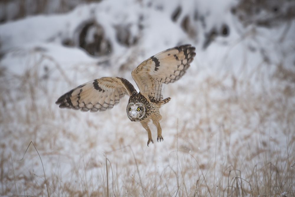 Photo #13375840 (6)