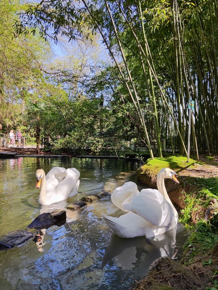 Swans (2)