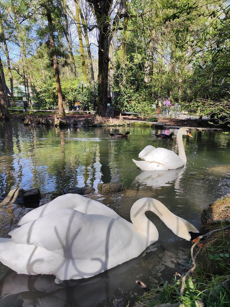 Swans (3)