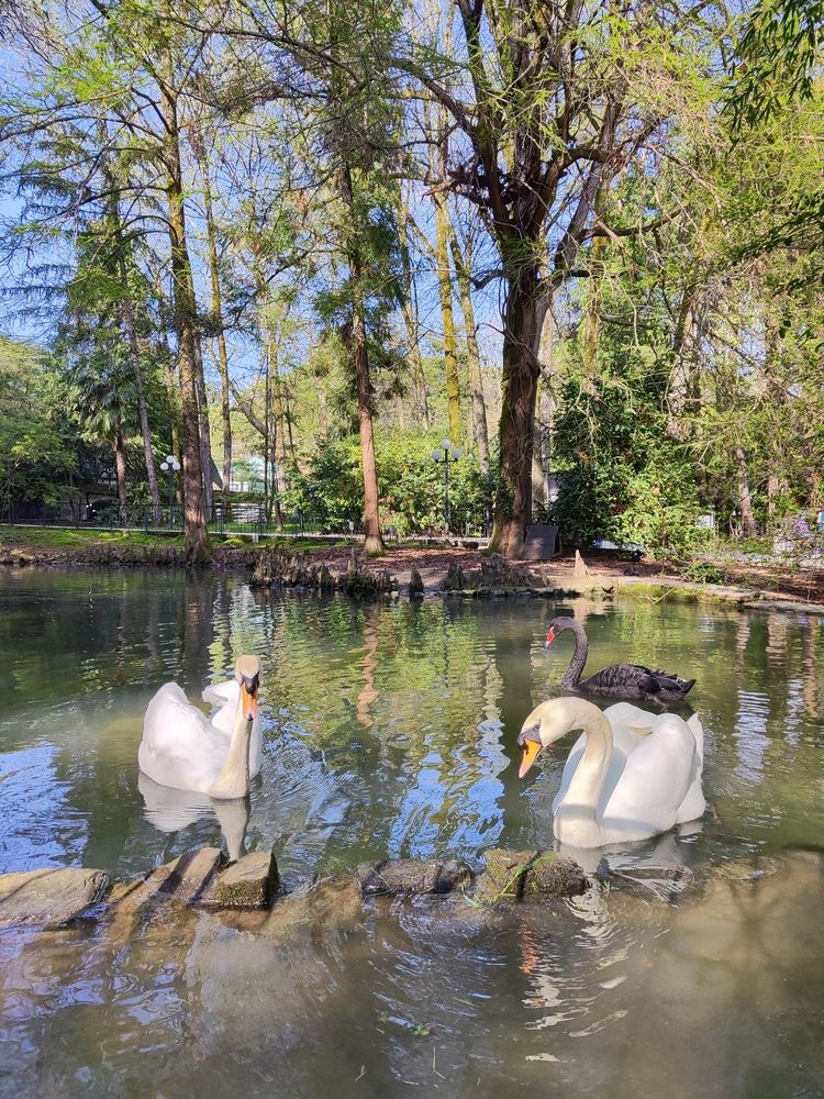 Swans (4)