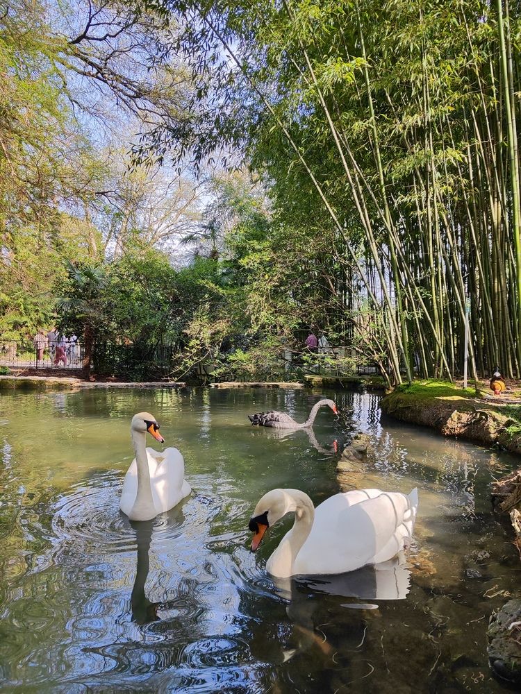 Swans (5)