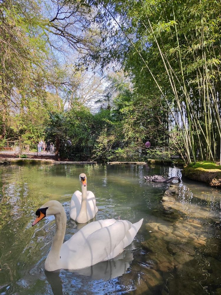 Swans (6)