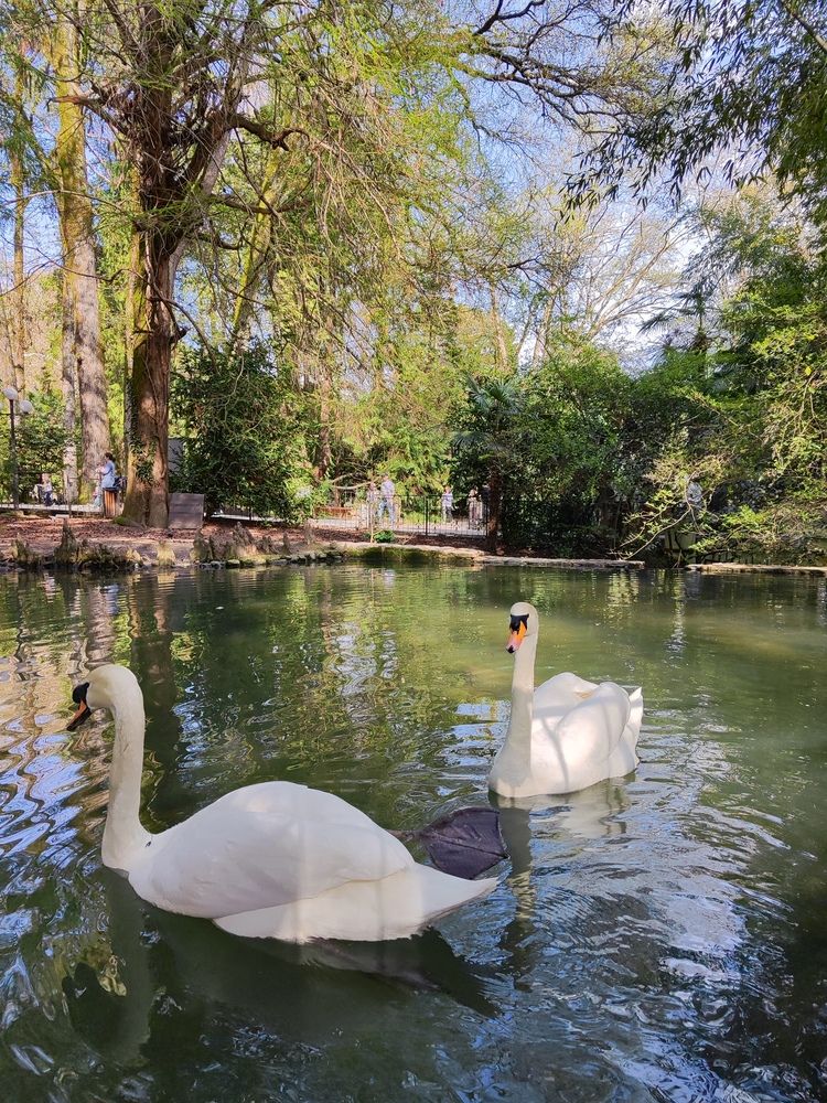 Swans (7)