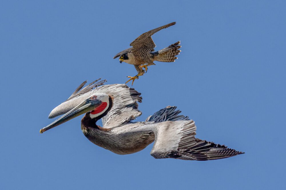 Peregrine Falcon Action Galore (2)