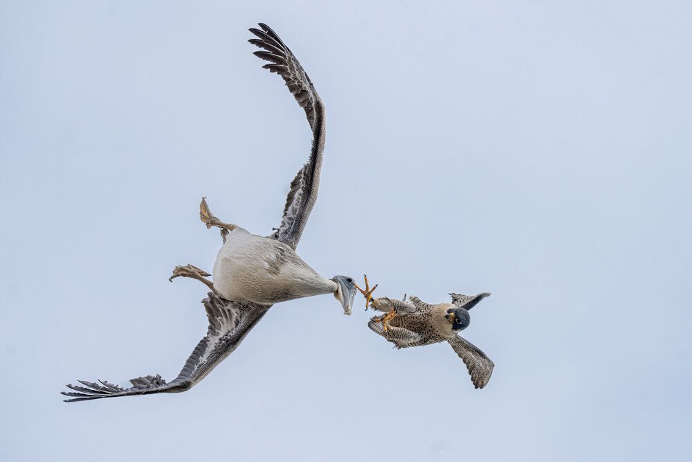 Peregrine Falcon Action Galore (3)