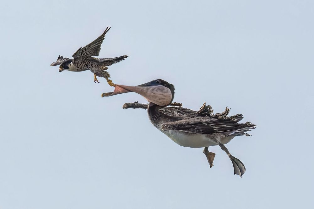 Peregrine Falcon Action Galore (4)
