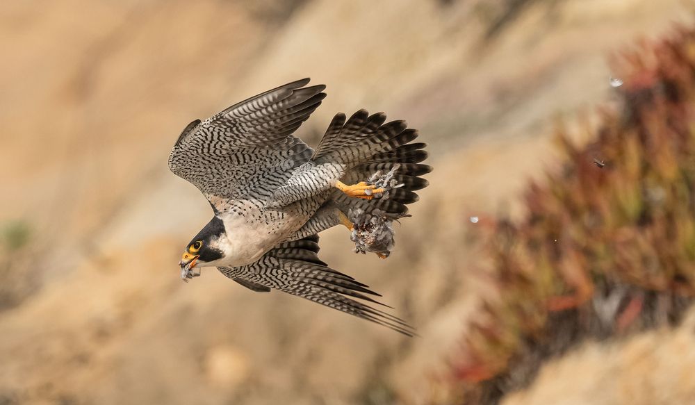 Peregrine Falcon Action Galore (5)