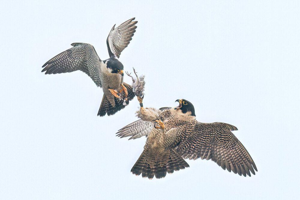 Peregrine Falcon Action Galore (6)
