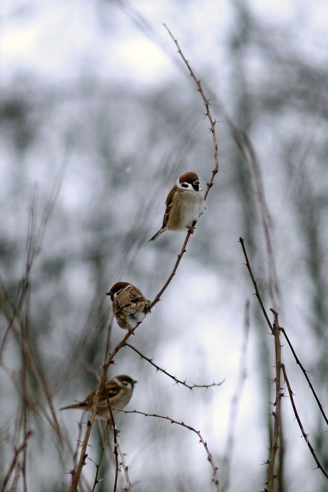 Photo #13382037 (3)