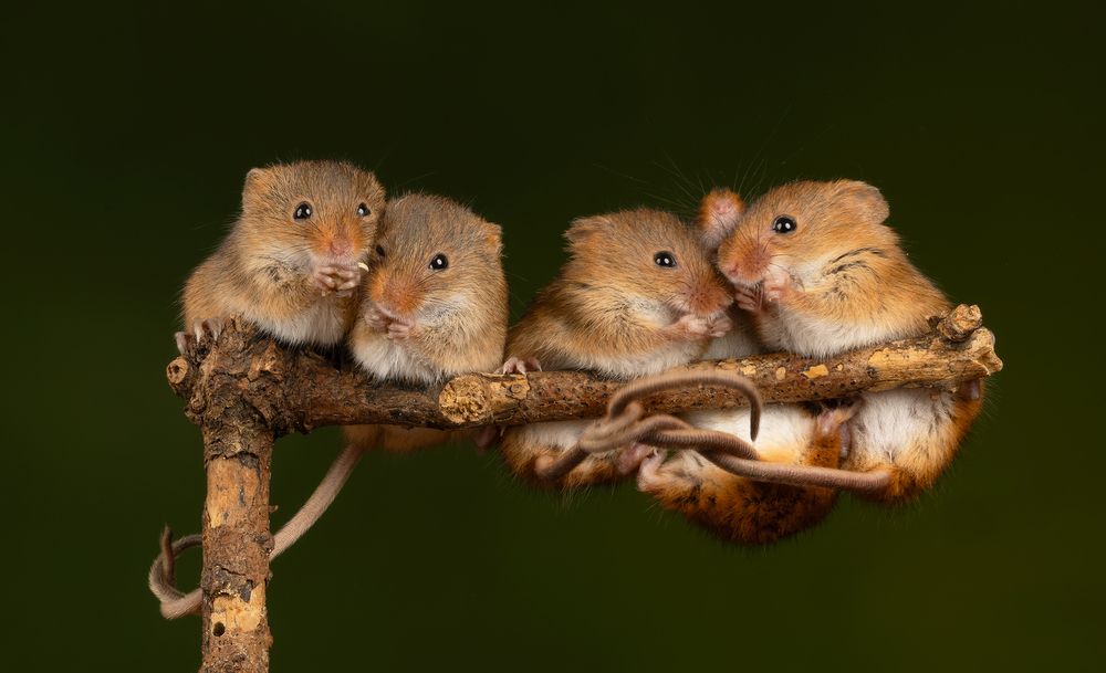 Harvest Mouse (2)
