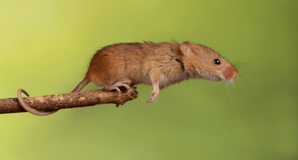 Harvest Mouse (3)