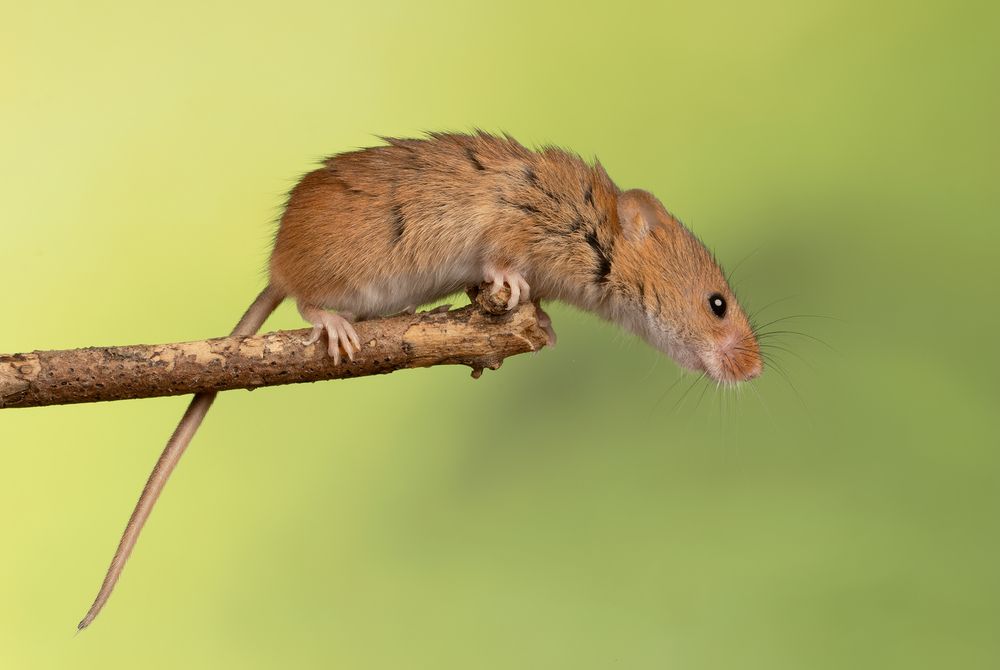 Harvest Mouse (4)