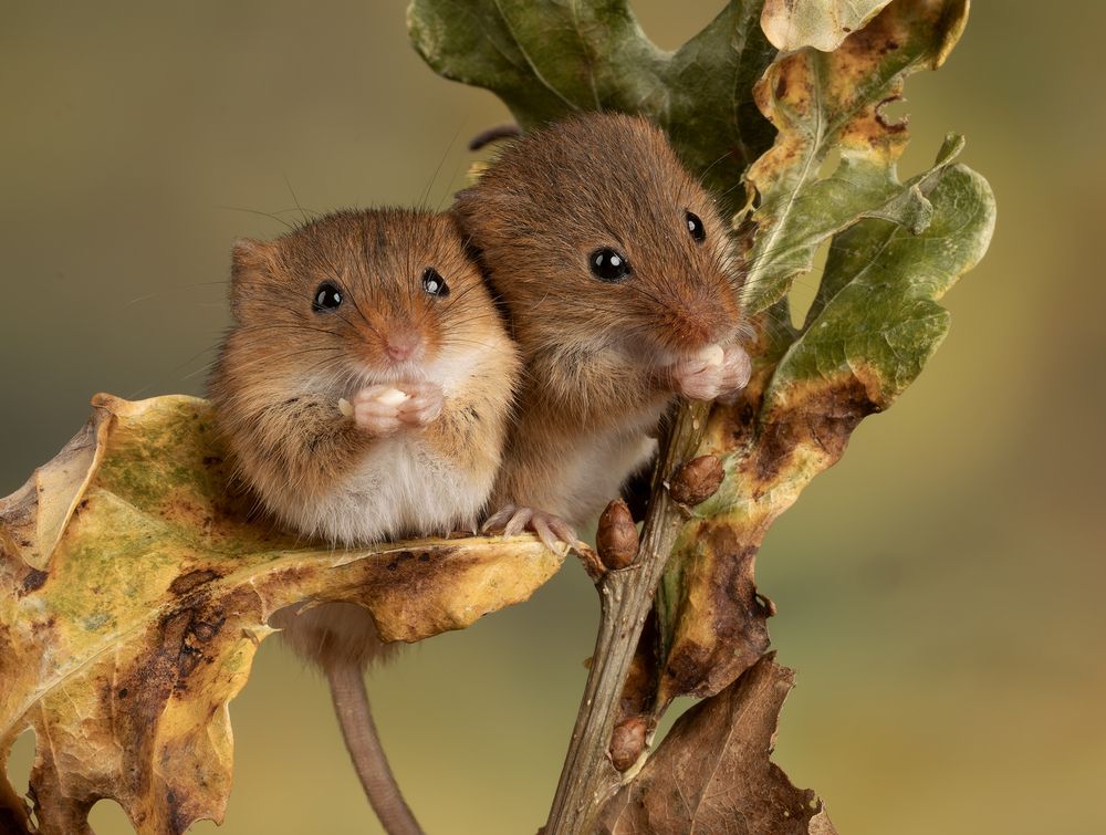 Harvest Mouse (5)