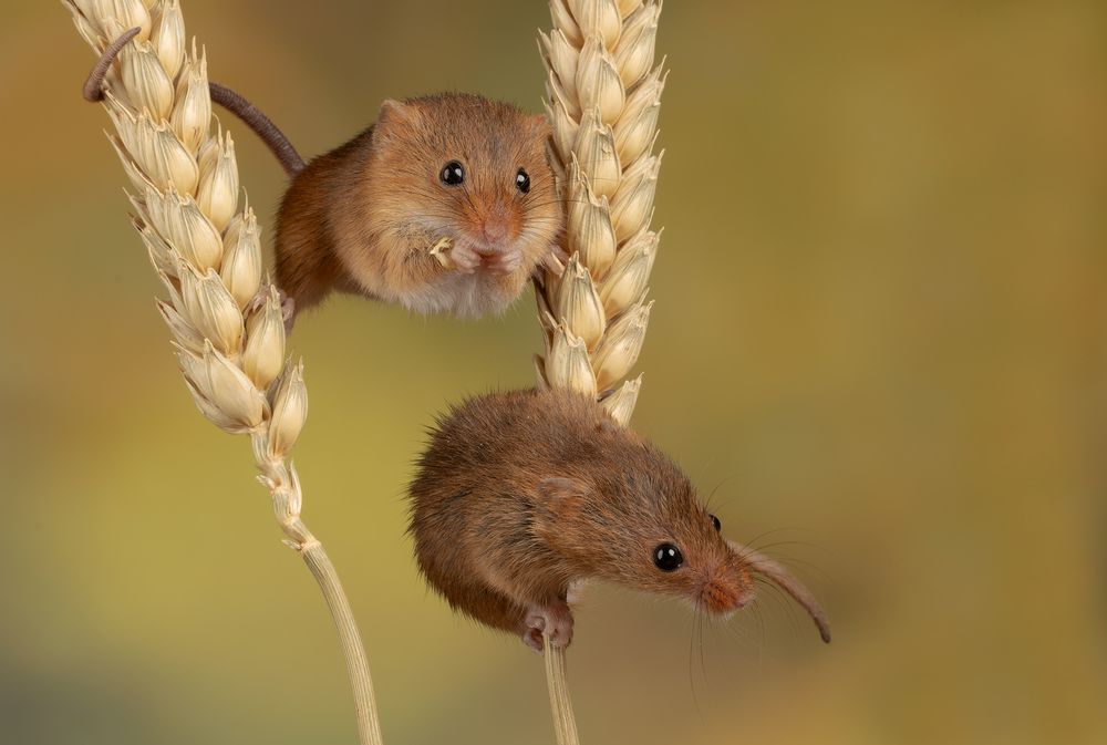 Harvest Mouse (6)