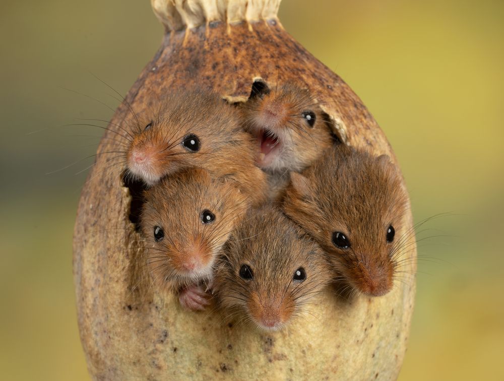 Harvest Mouse (7)