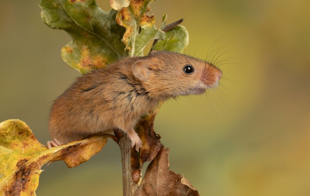 Harvest Mouse (8)
