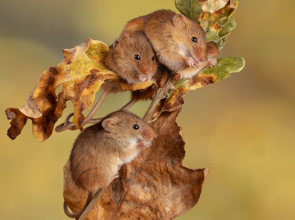 Harvest Mouse (9)