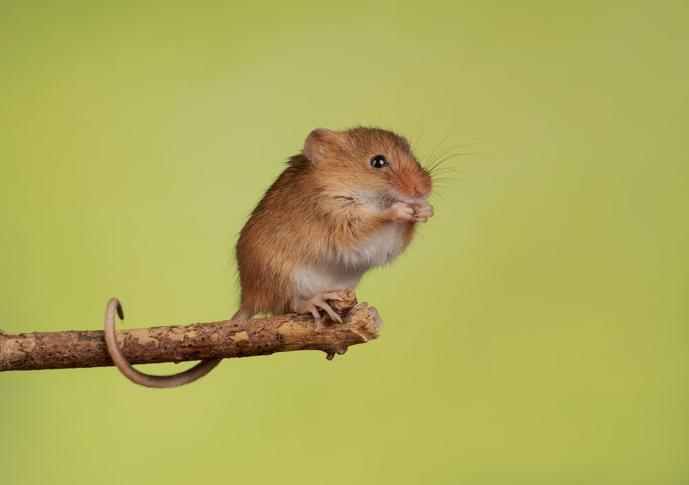 Harvest Mouse (10)