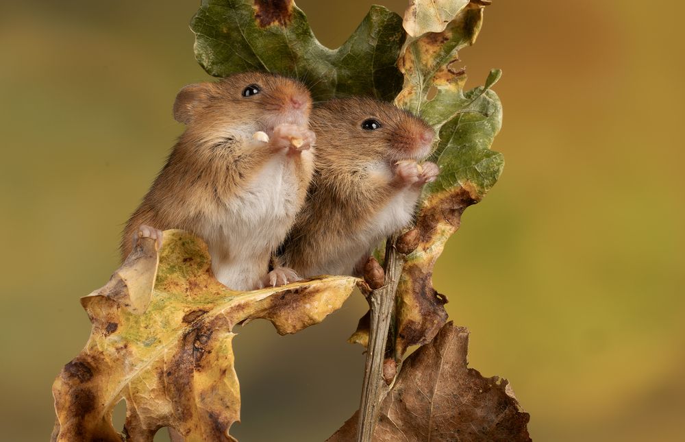Harvest Mouse (11)