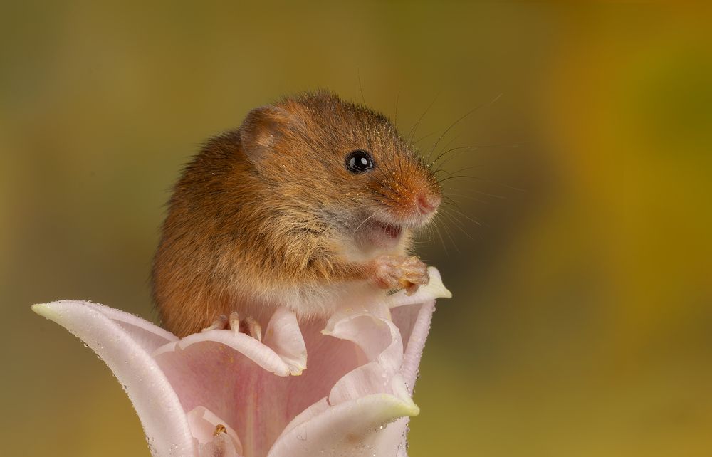 Harvest Mouse (2)