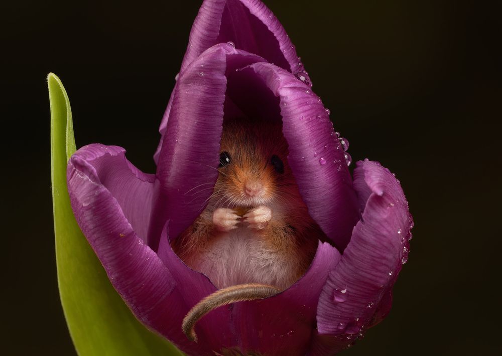 Harvest Mouse (3)