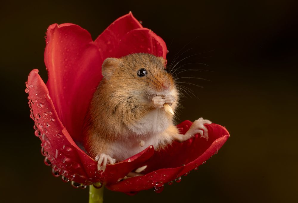 Harvest Mouse (4)