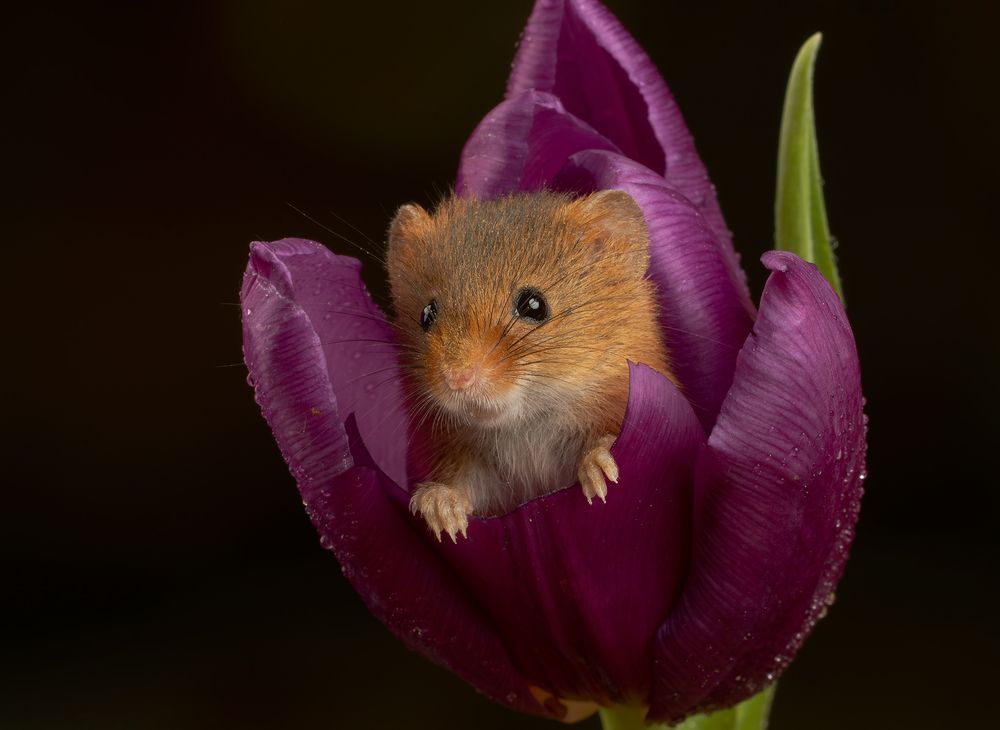 Harvest Mouse (5)