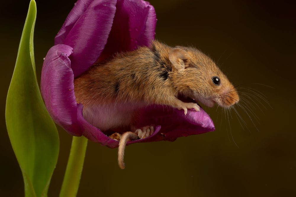 Harvest Mouse (6)