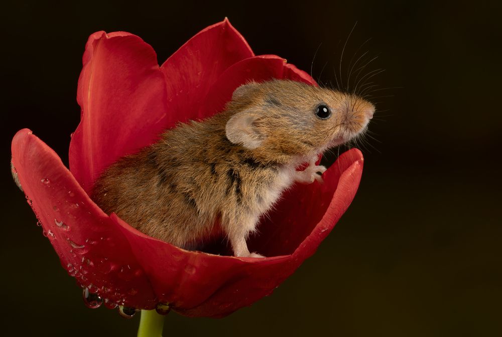 Harvest Mouse (7)
