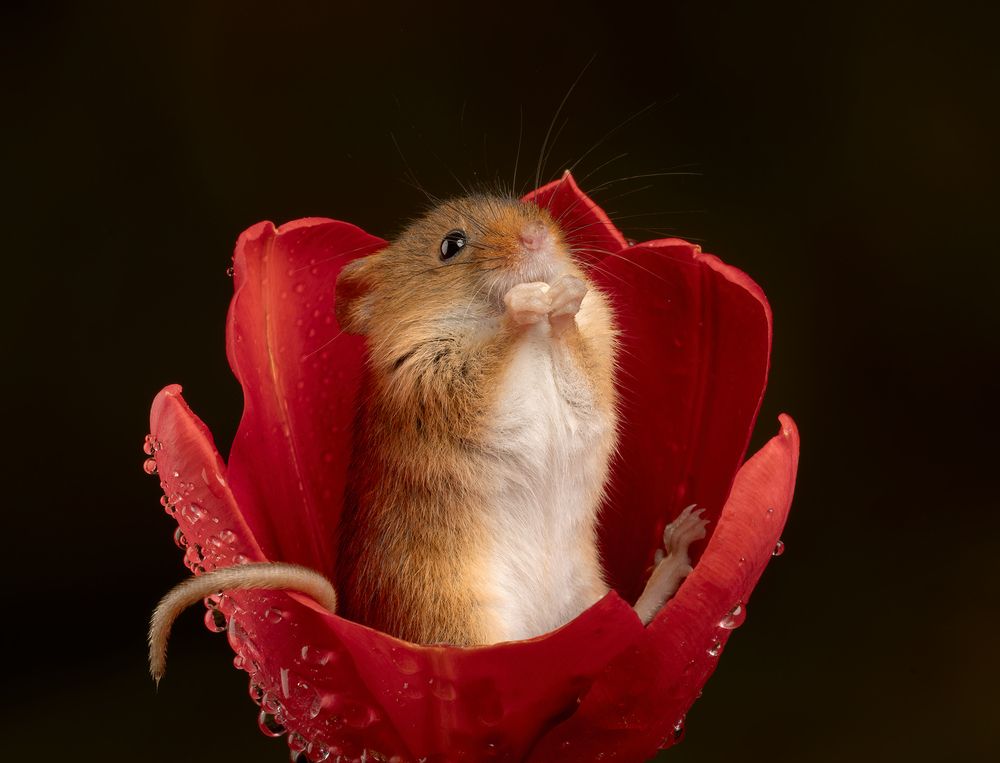 Harvest Mouse (8)