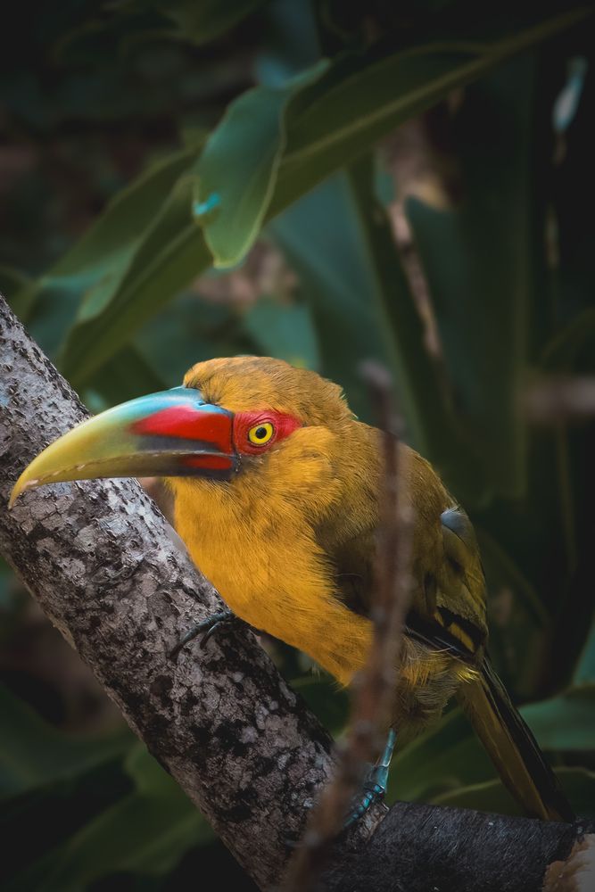 Tucan Araçari- Brazil (3)