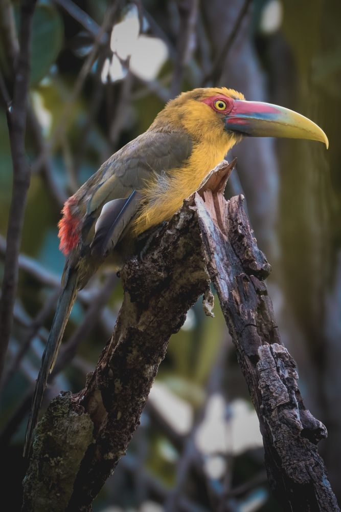 Tucan Araçari- Brazil (4)