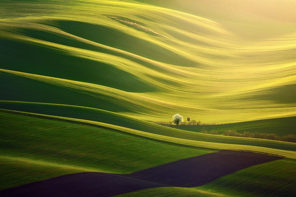 Waves of Fields (8)