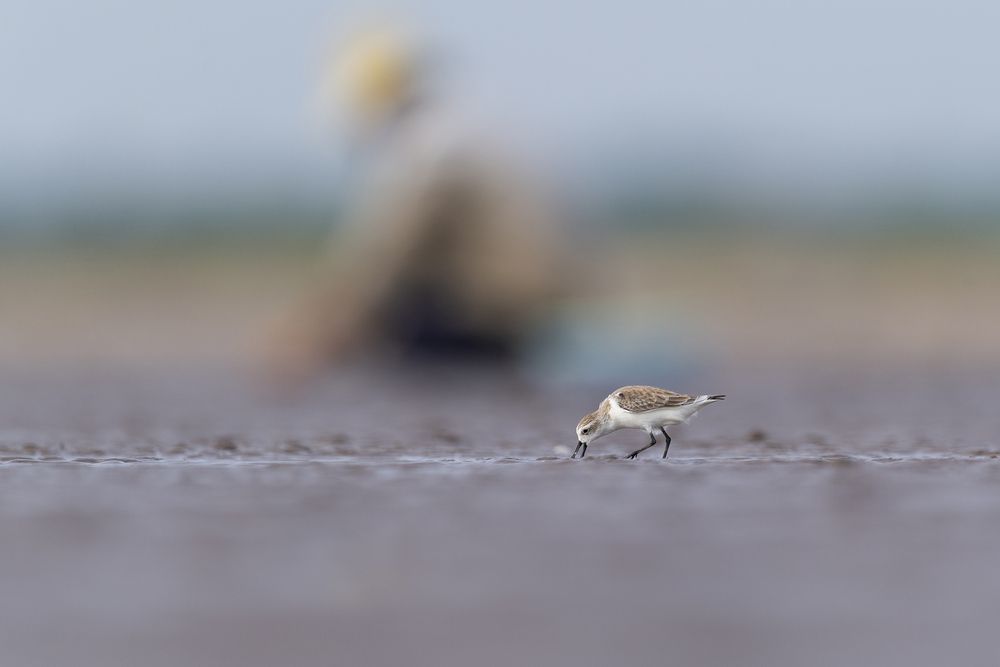 An ancient beak in a modern world! (4)