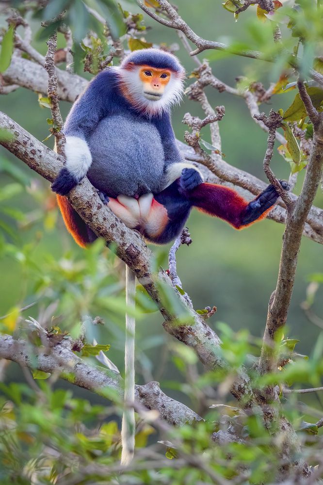 Red-shanked Douc Langur - Queen of primate (4)