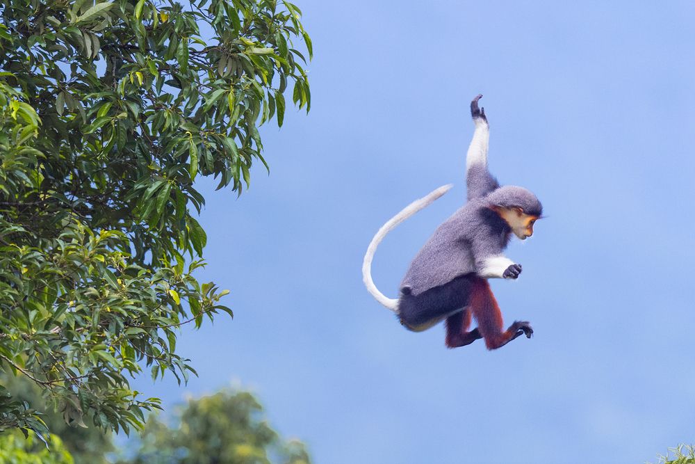 Red-shanked Douc Langur - Queen of primate (2)
