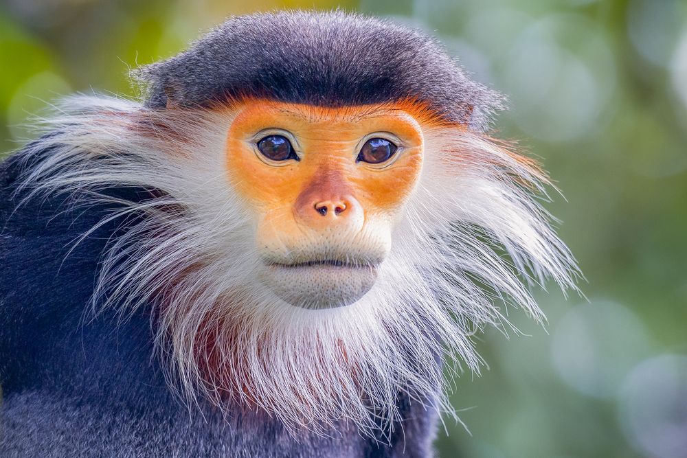 Red-shanked Douc Langur - Queen of primate (5)