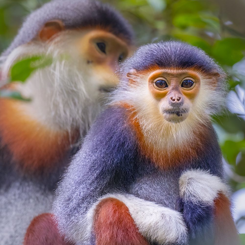 Red-shanked Douc Langur - Queen of primate (6)