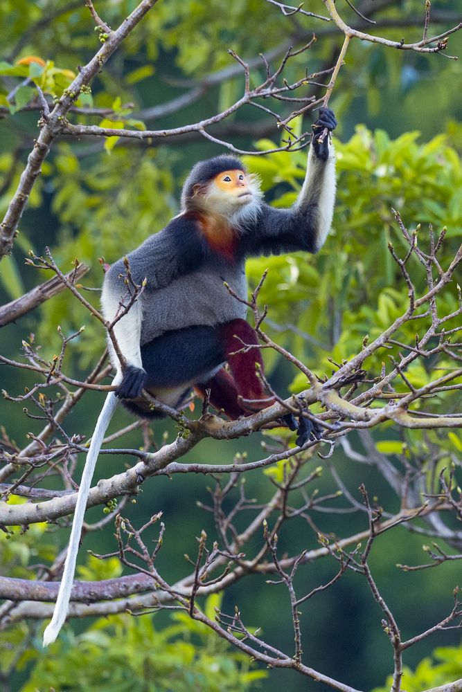 Red-shanked Douc Langur - Queen of primate (7)