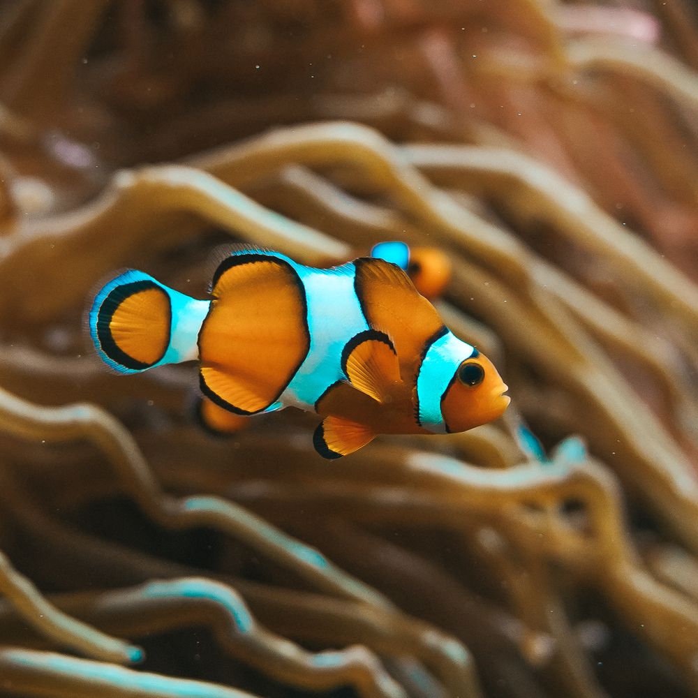 Nemo (3)