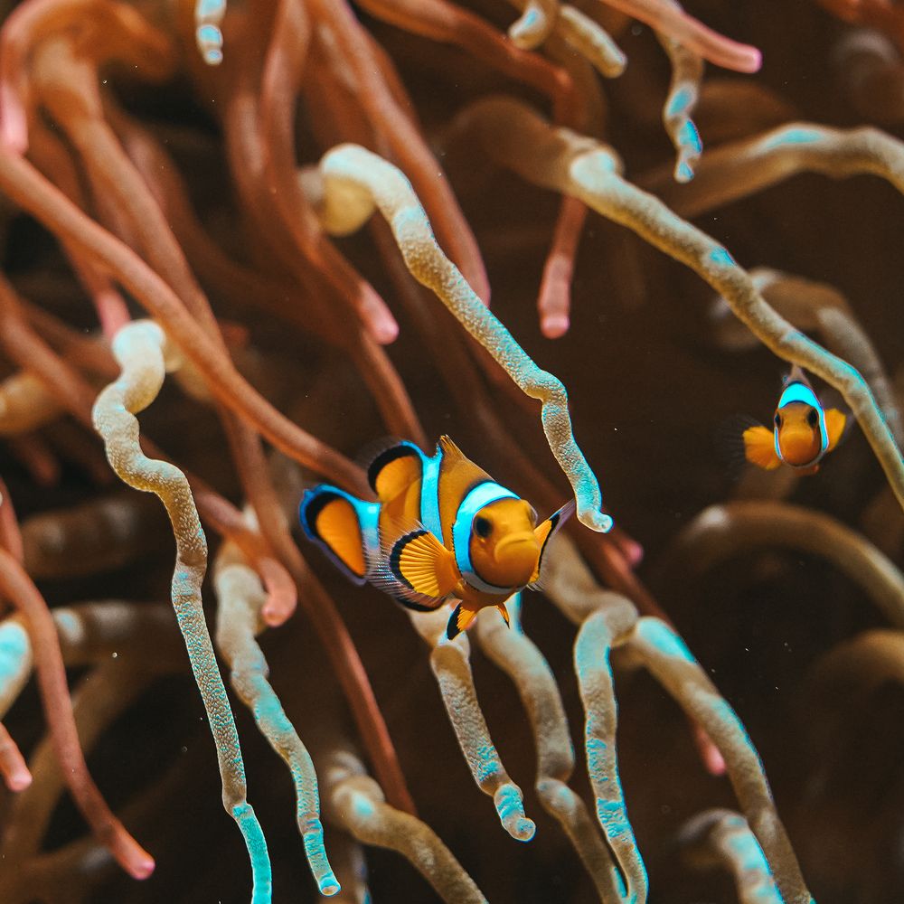 Nemo (4)