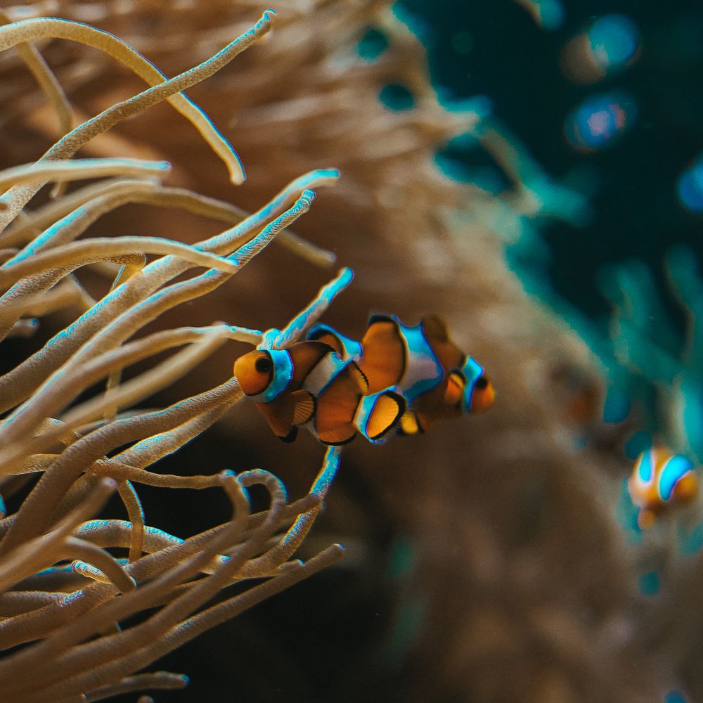Nemo (5)