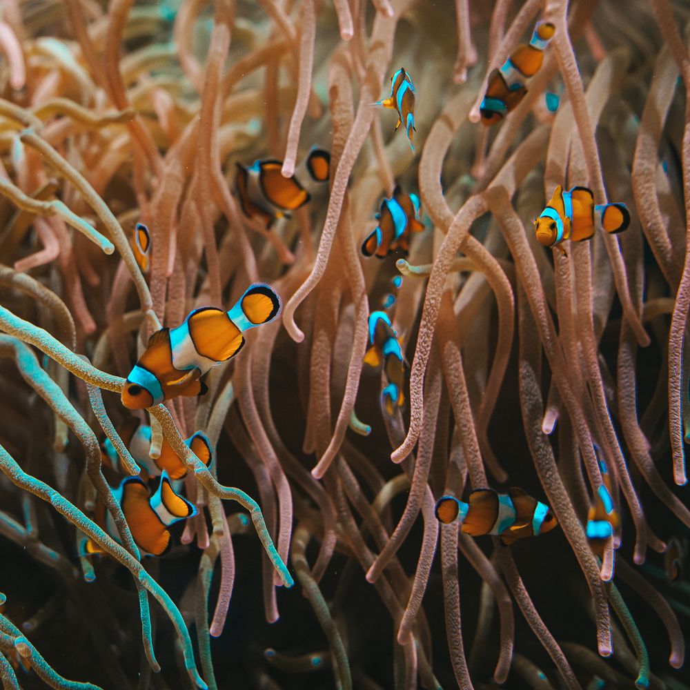 Nemo (6)