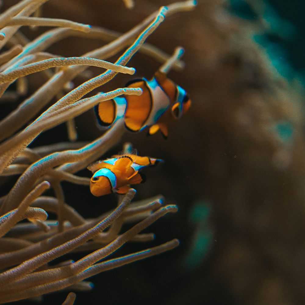 Nemo (7)