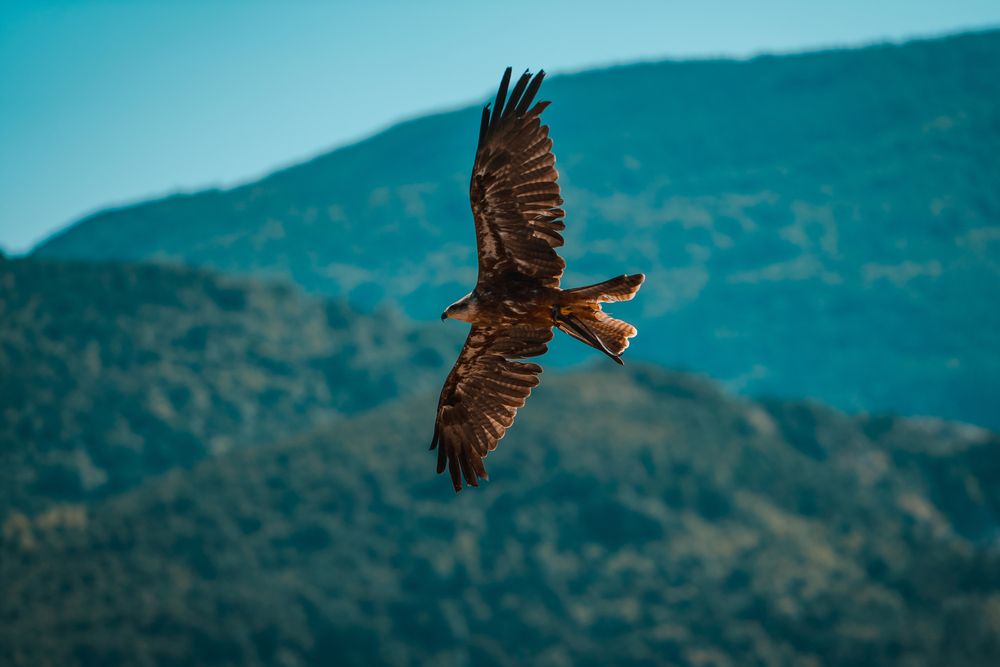 big birds (3)