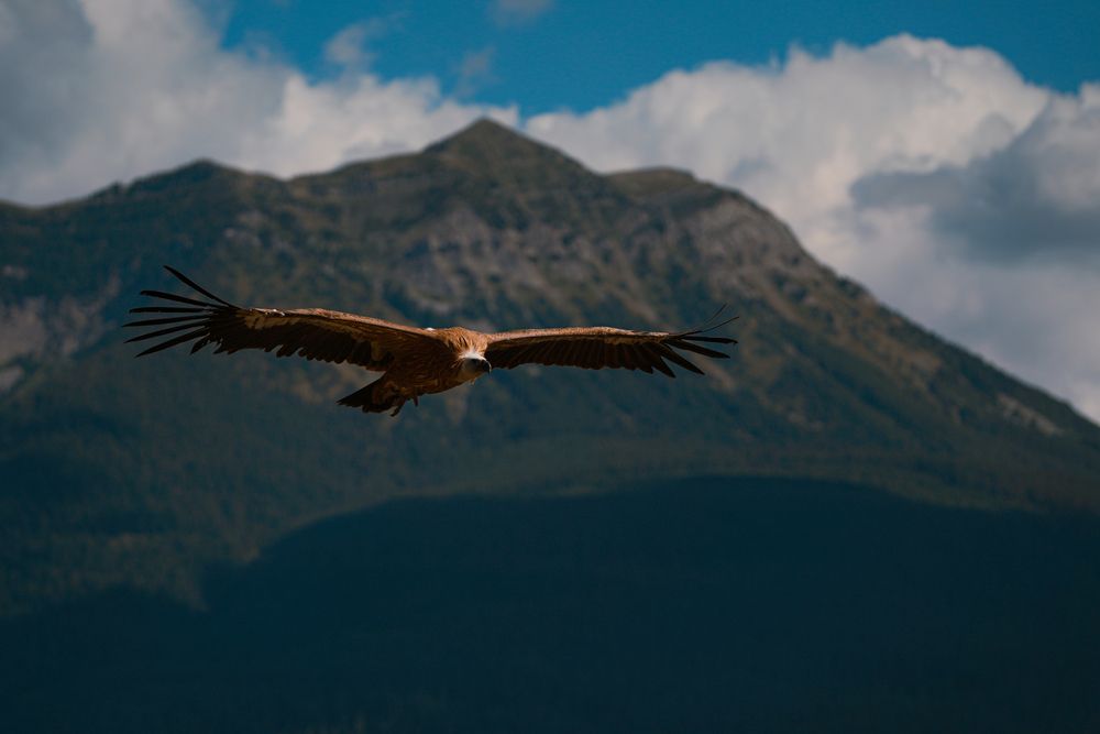 big birds (4)