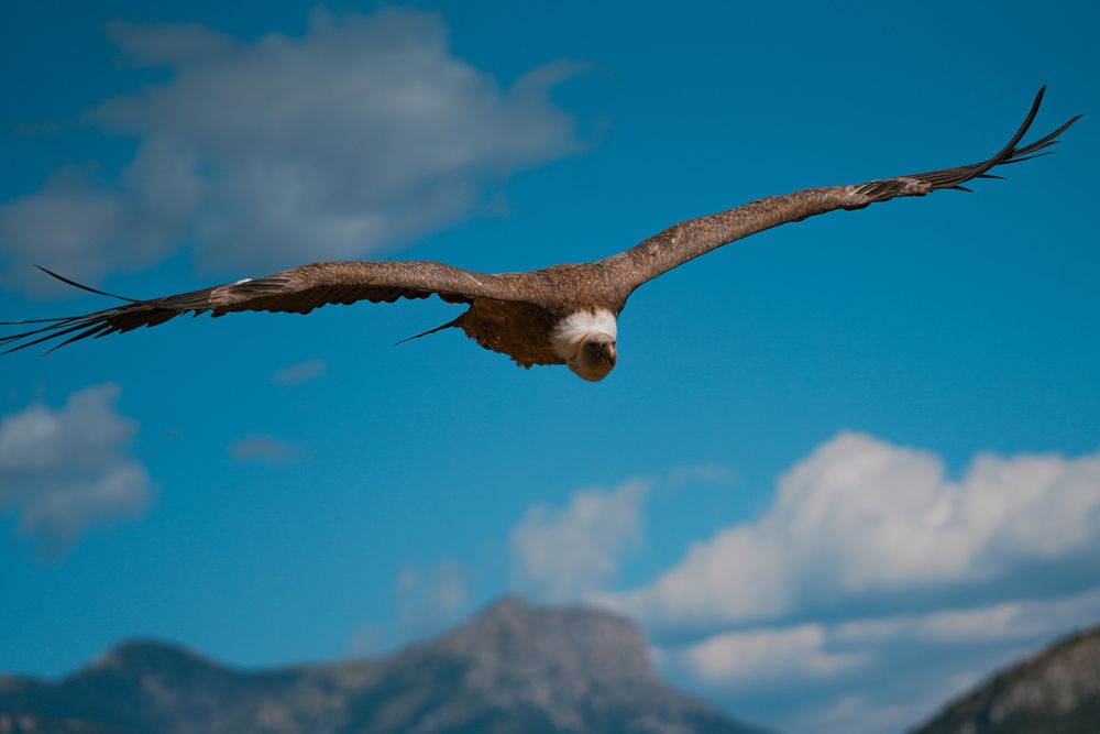 big birds (5)